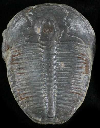 Elrathia Trilobite - Wheeler Shale, Utah #24789